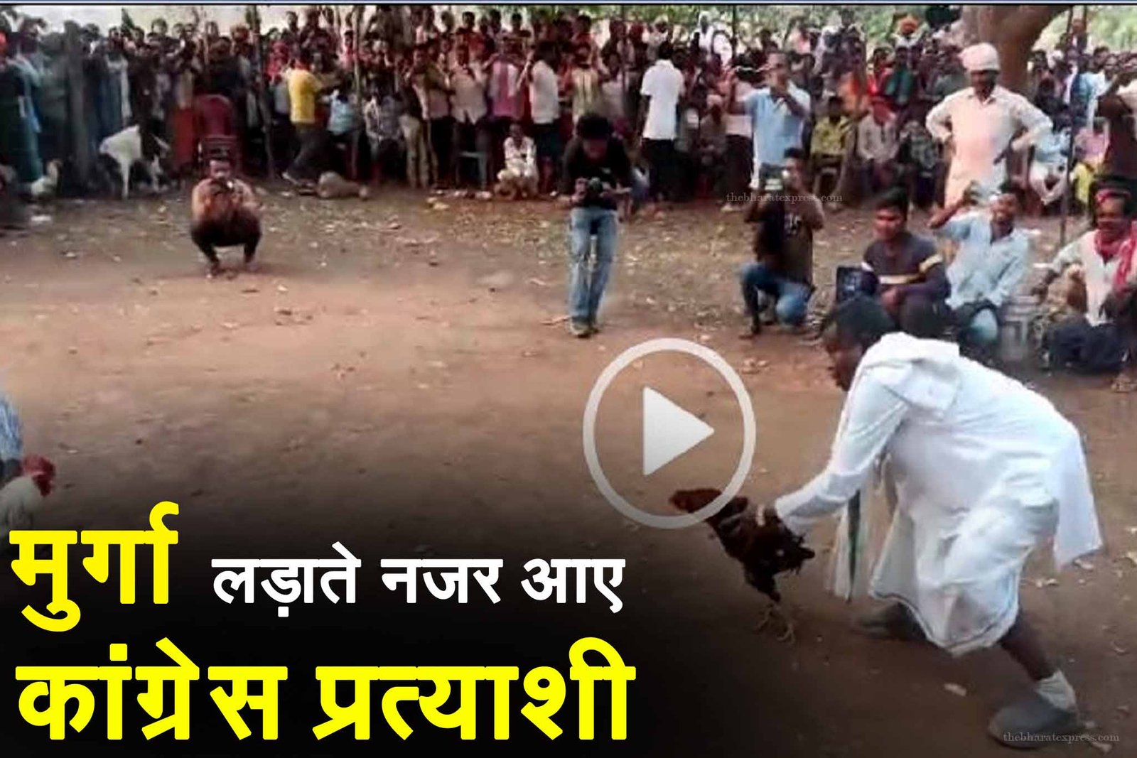 kawasi Lakhma cock fighting video viral